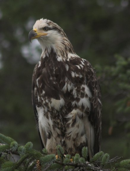 Bald Eagle --(Haliaeetus leucocephalus) (37968 bytes)