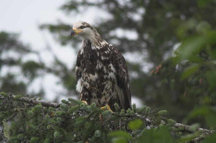 Bald Eagle --(Haliaeetus leucocephalus) (54769 bytes)