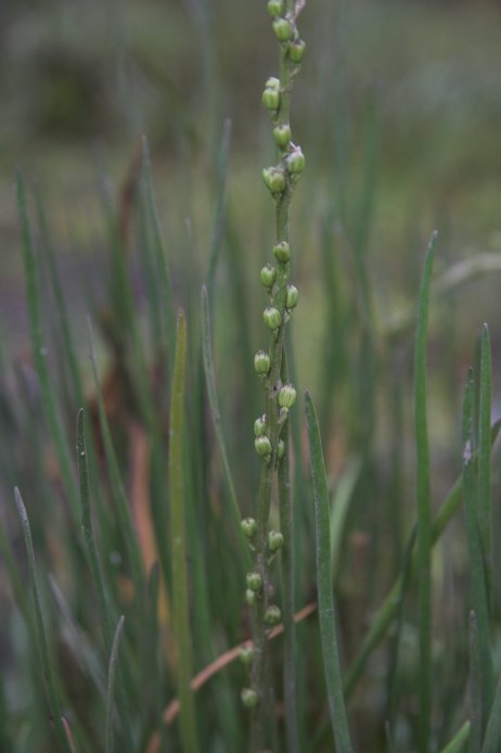 Maritime Arrowgrass --(Triglochin maritimum) (36257 bytes)