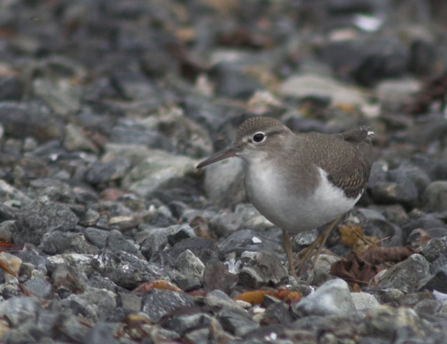 Spotted Sandpiper --(Actitis macularia) (58972 bytes)