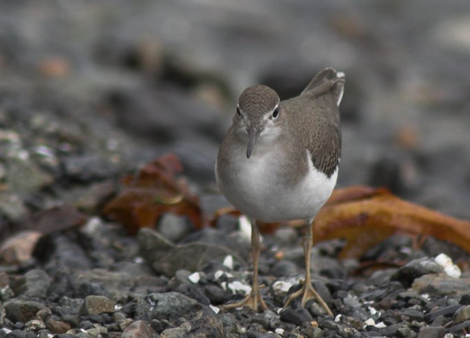 Spotted Sandpiper --(Actitis macularia) (51201 bytes)