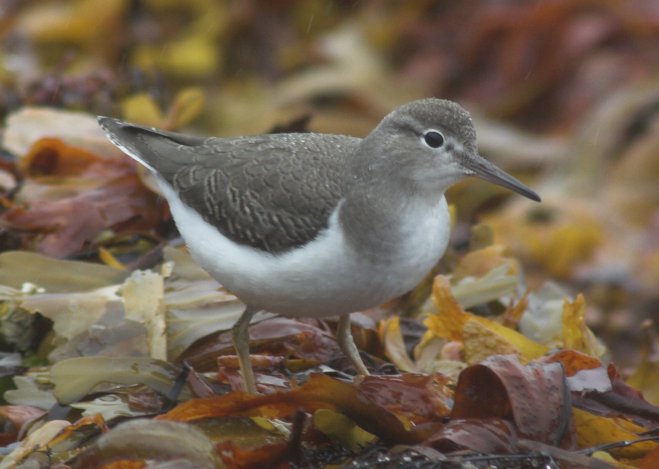 Spotted Sandpiper --(Actitis macularia) (53571 bytes)