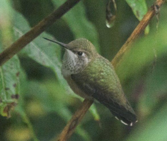 Perched Hummingbird --(Selasphorus rufus) (53389 bytes)
