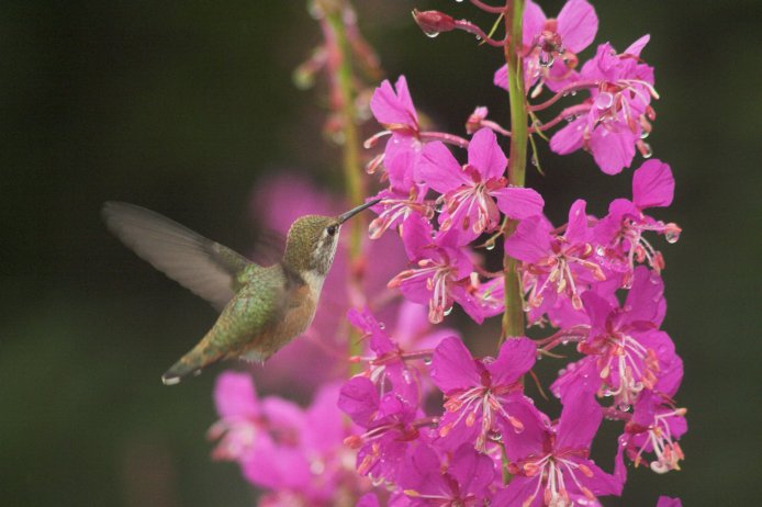 Hummingbird at Fireweed (57540 bytes)