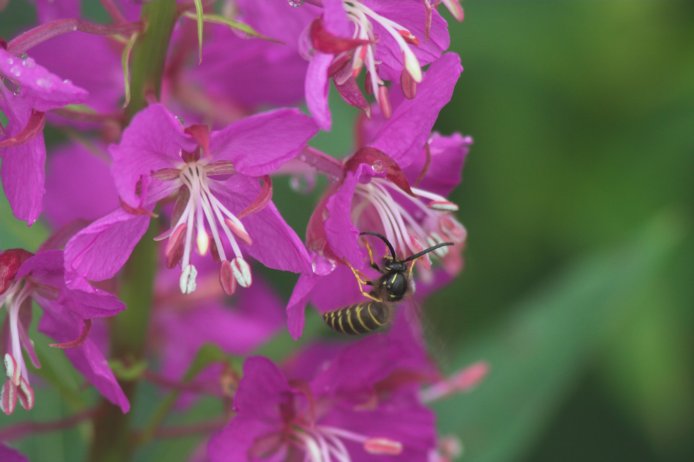 Fireweed with Insect (45144 bytes)