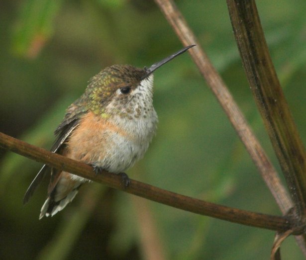 Perched Hummingbird (49016 bytes)