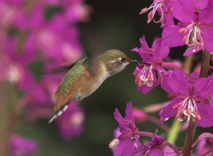 Hummingbird at Fireweed (58317 bytes)