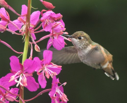 Hummingbird at Fireweed (44038 bytes)