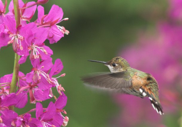 Hummingbird Approach (43697 bytes)