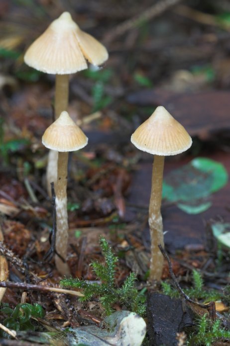 Mushrooms (59687 bytes)