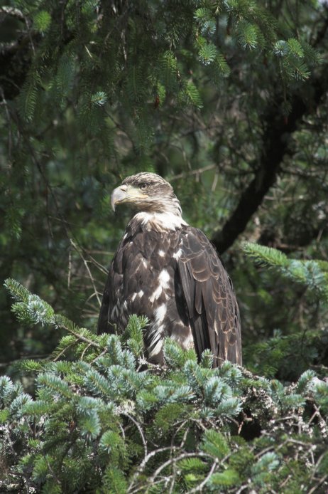 Bald Eagle --(Haliaeetus leucocephalus) (91069 bytes)