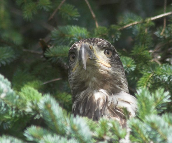 Bald Eagle --(Haliaeetus leucocephalus) (56836 bytes)