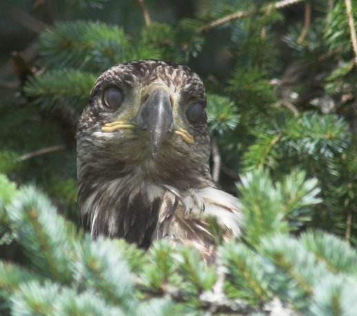 Bald Eagle --(Haliaeetus leucocephalus) (52606 bytes)