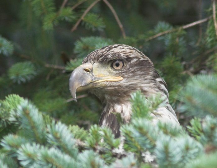 Bald Eagle --(Haliaeetus leucocephalus) (65675 bytes)