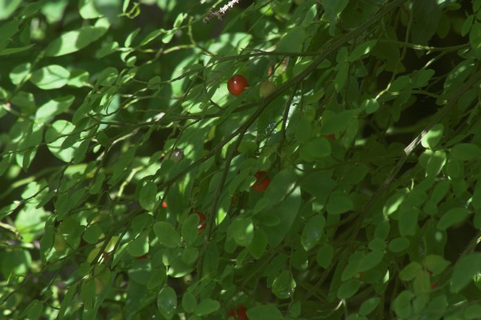 Huckleberries --(Vaccinium parvifolium) (67068 bytes)