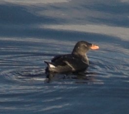 Rhinocerous Auklet --(Cerorhinca monocerata) (14751 bytes)