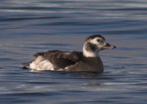 Long-tailed Duck --(Clangula hyemalis) (35145 bytes)