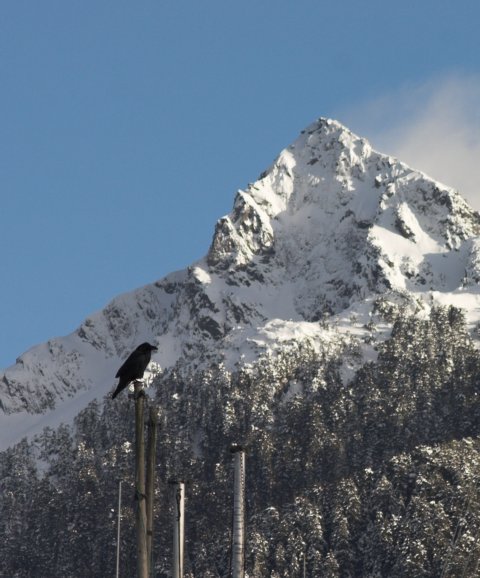 Raven and Mt. Verstovia --(Corvus corax) (61947 bytes)