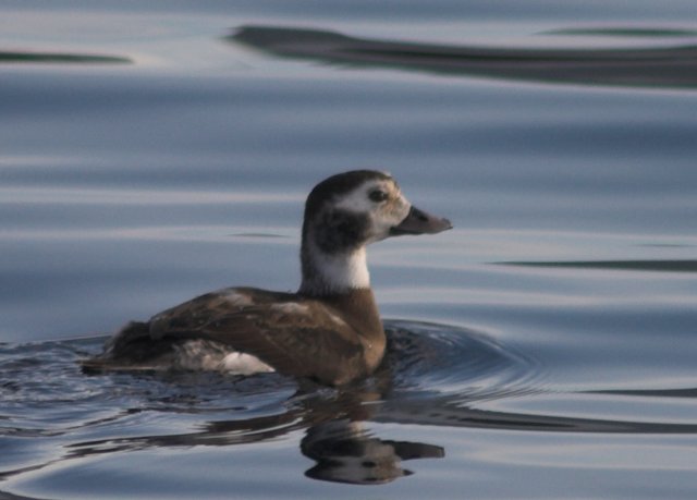 Long-tailed Duck --(Clangula hyemalis) (38873 bytes)