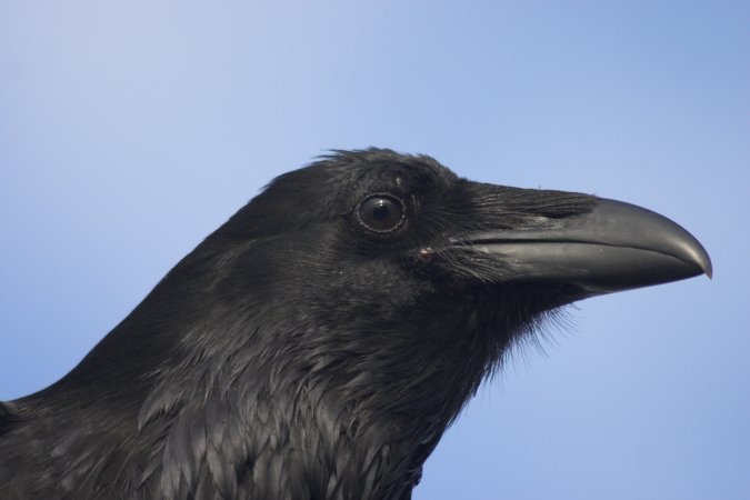 Raven --(Corvus corax) (34008 bytes)