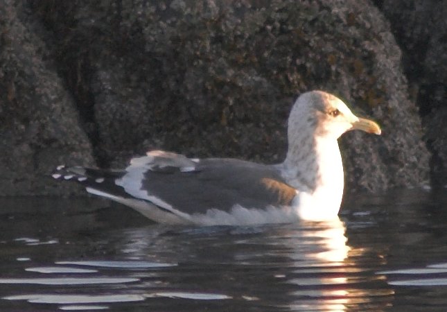 Slaty-backed Gull --(Larus schistisagus) (53243 bytes)