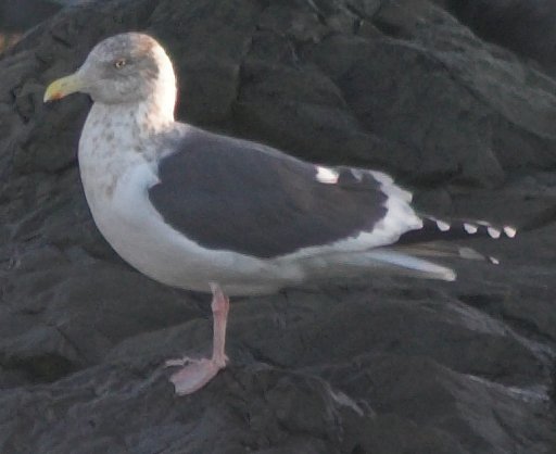 Slaty-backed Gull --(Larus schistisagus) (33270 bytes)
