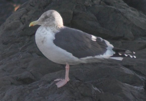 Slaty-backed Gull --(Larus schistisagus) (36771 bytes)