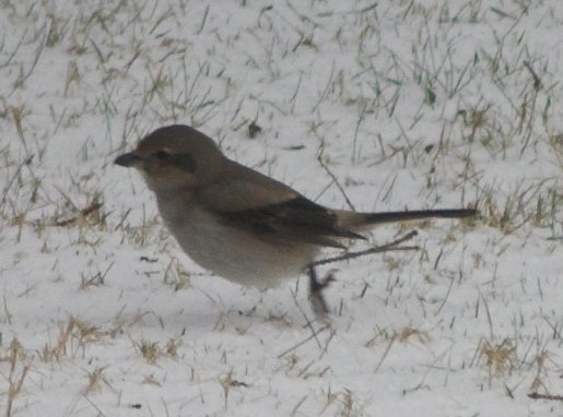 Juvenile Northern Shrike --(Lanius excubitor) (42417 bytes)