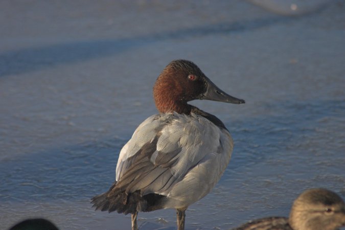 Canvasback Duck --(Aythya valisineria) (39502 bytes)