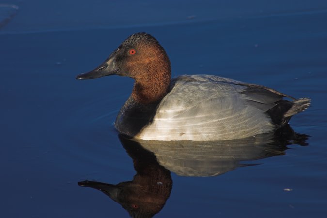 Canvasback Duck --(Aythya valisineria) (31030 bytes)