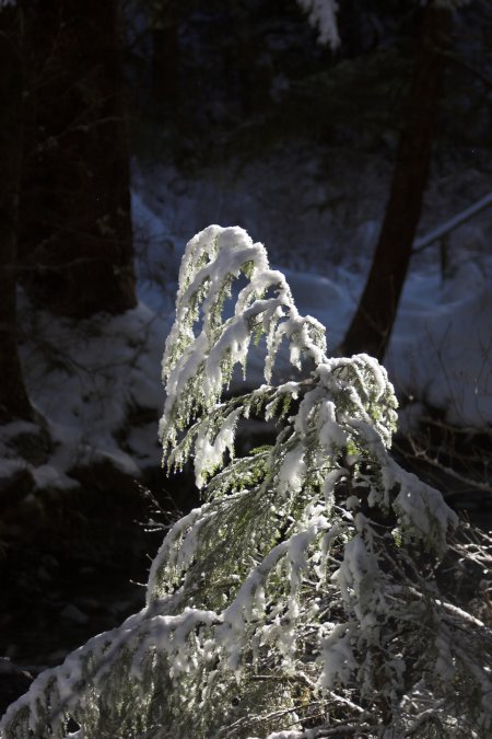 Snow Covered Hemlock --(Tsuga heterophylla) (69709 bytes)