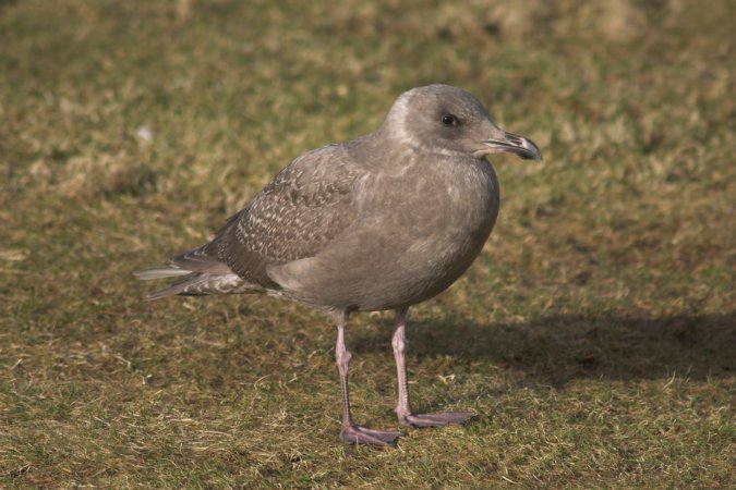 Juvenile Gull --(Larus sp.) (71772 bytes)