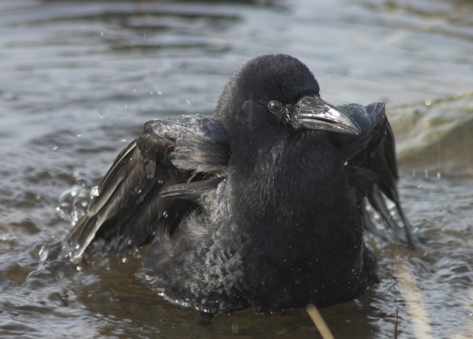 Crow Bath --(Corvus caurinus) (57853 bytes)