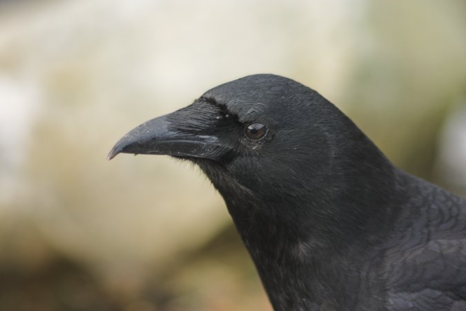 Northwestern Crow --(Corvus caurinus) (30708 bytes)