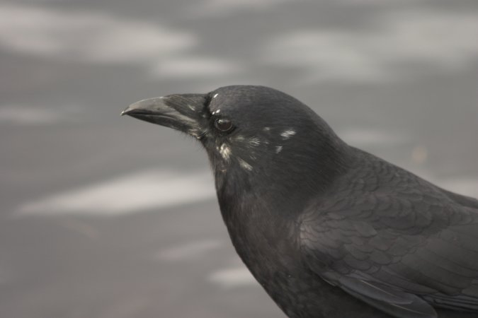 Crow --(Corvus caurinus) (26584 bytes)