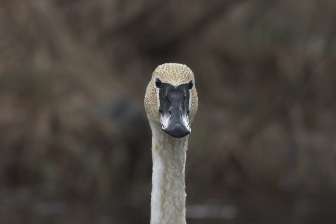 Swan Face --(Cygnus buccinator) (25213 bytes)