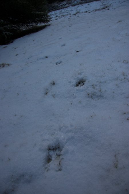 Deer Tracks --(Odocoileus hemionus sitkensis) (40504 bytes)