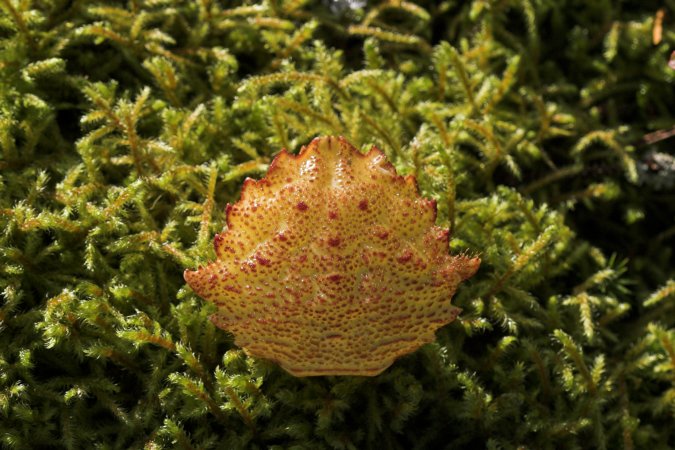 Carapace on Moss (87456 bytes)