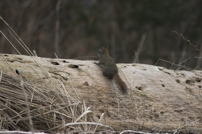 Red Squirrel --(Tamiasciurus hudsonicus) (70746 bytes)
