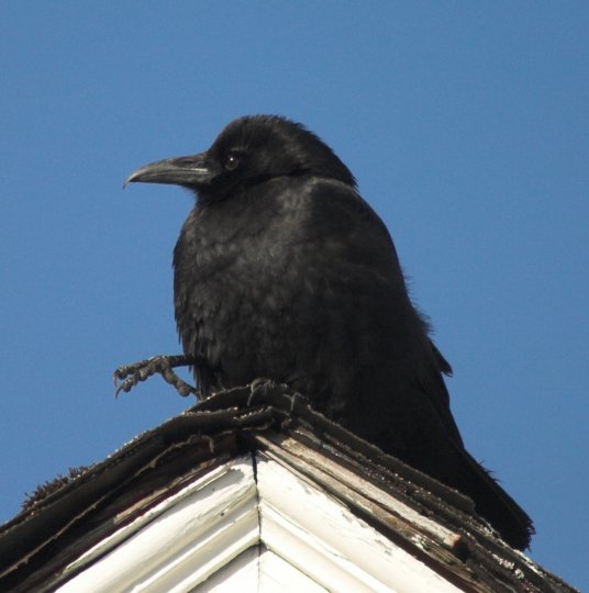Crow --(Corvus caurinus) (41203 bytes)