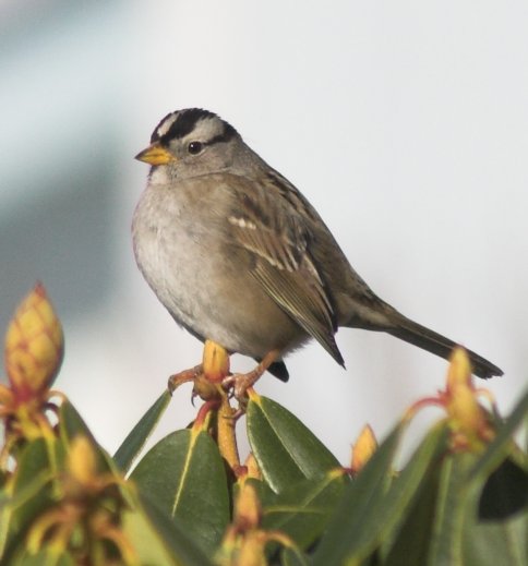 White-crowned Sparrow --(Zonotrichia leucophrys) (36349 bytes)