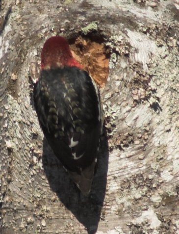 Red-breasted Sapsucker --(Sphyrapicus ruber) (56158 bytes)
