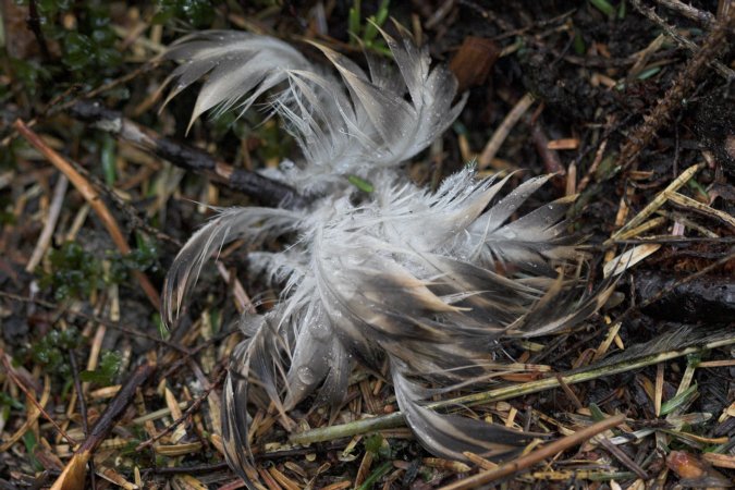Varied Thrush Feathers --(Ixoreus naevius) (90151 bytes)