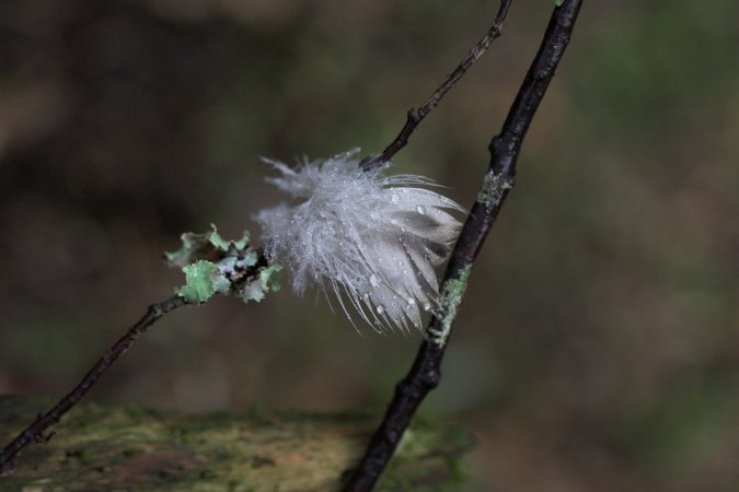 Varied Thrush Feather --(Ixoreus naevius) (35487 bytes)
