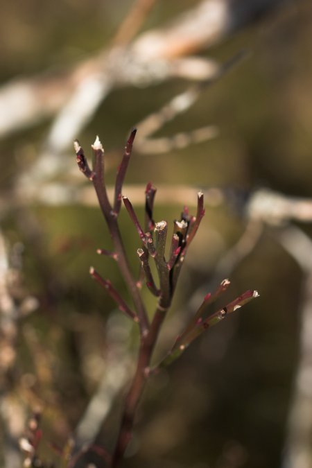 Browsed Huckleberry --(Vaccinium parvifolium) (34445 bytes)