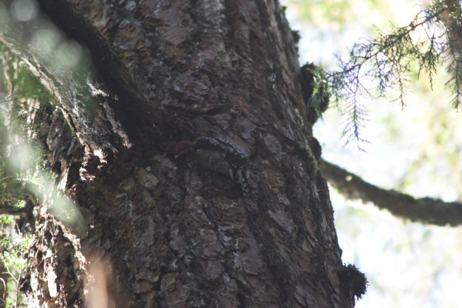 Red-breasted Sapsucker --(Sphyrapicus ruber) (70996 bytes)