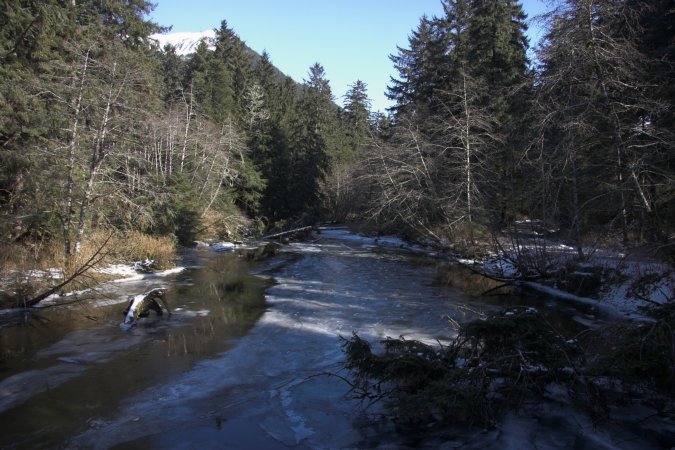 Starrigavan Creek (86701 bytes)
