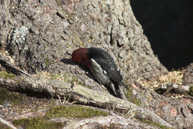 Red-breasted Sapsucker --(Sphyrapicus ruber) (105695 bytes)