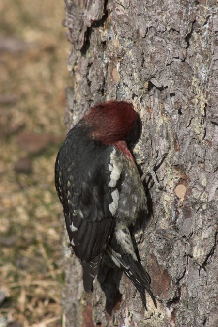 Red-breasted Sapsucker --(Sphyrapicus ruber) (89460 bytes)