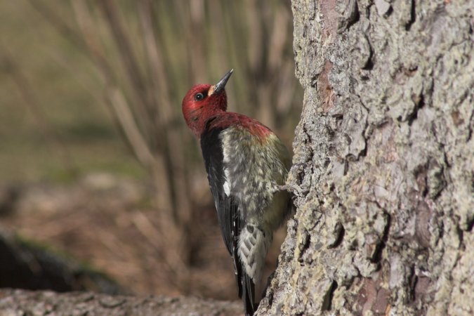Red-breasted Sapsucker --(Sphyrapicus ruber) (66387 bytes)
